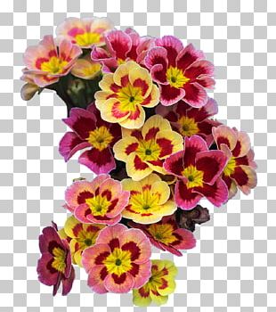 primrose clipart