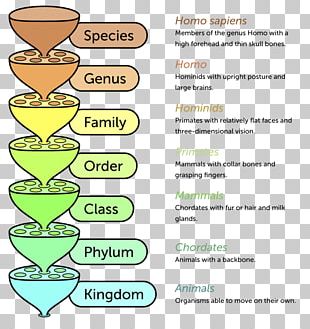 Linnaean Taxonomy Taxonomic Rank Organism Life PNG, Clipart, Angle ...