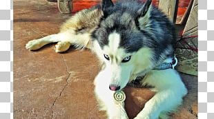 Siberian Husky Sakhalin Husky Canadian Eskimo Dog Alaskan Malamute Seppala Siberian Sleddog PNG