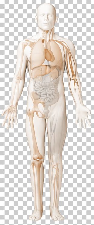 Anti-cardiolipin Antibodies Antiphospholipid Syndrome Antibody ...