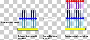 Model Lipid Bilayer Biological Membrane PNG