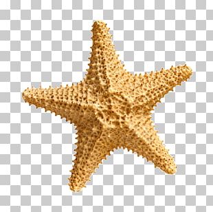 Seashell Starfish Sunscreen Gratis PNG, Clipart, Animals, Aqua, Cartoon ...