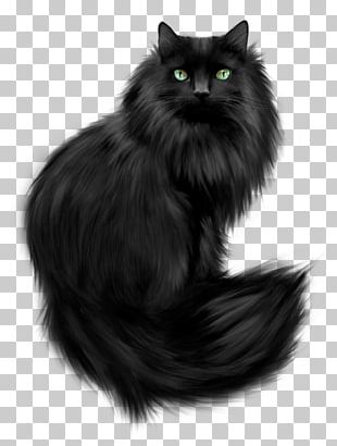 persian cat minuet cat maine coon munchkin cat kitten png clipart animals asian semi longhair birman black cat british semi longhair free png download persian cat minuet cat maine coon