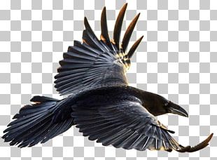 flying raven clipart free