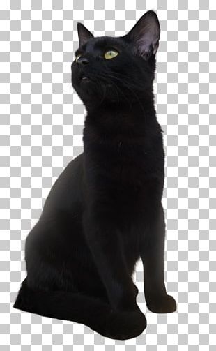 Bombay Cat Black Cat Kitten PNG