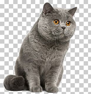 British Shorthair American Wirehair European Shorthair Australian Mist ...