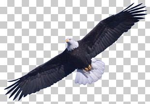 Bald Eagle PNG, Clipart, Accipitriformes, Animals, Bald Eagle, Beak ...