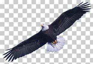 Bald Eagle PNG