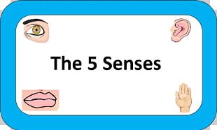 The Five Senses World PNG, Clipart, 5 Senses, 5 Senses Cliparts, Area ...