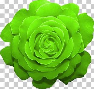 Garden Roses Green Cut Flowers Color PNG