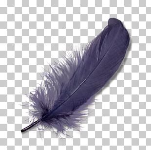 Peacock Feather PNG, Clipart, Feather, Feather Clipart, Peacock ...