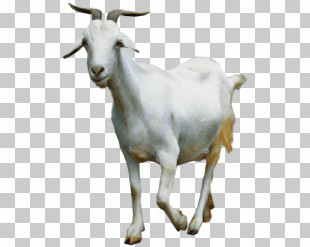 Goat Sheep PNG, Clipart, Animal, Animals, Animation, Chair, Clip Art ...