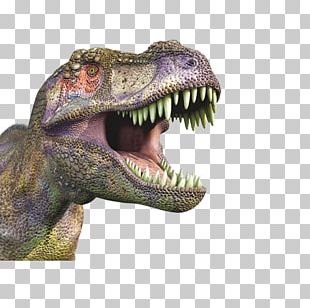 Tyrannosaurus Spinosaurus Velociraptor Stegosaurus Dinosaur PNG ...