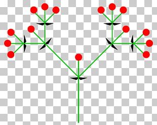 Inflorescence Cima Sympodium Raceme Fascicle PNG
