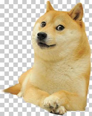 Shiba Inu Dogecoin Doge Run World Of Warcraft PNG, Clipart, Animal, Apk ...