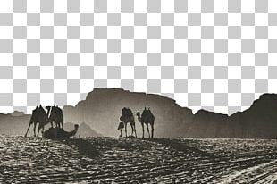 Gulf Of Aqaba Jerash Wadi Musa Camel PNG