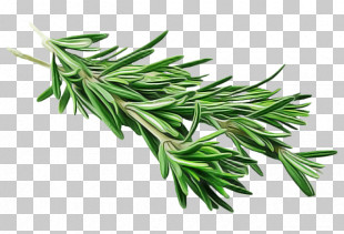 Rosemary PNG, Clipart, Herbs, Nature Free PNG Download