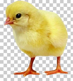 Dominique Chicken Salted Duck Egg Quail Incubator PNG