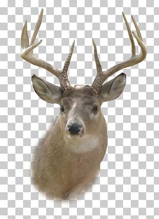 White-tailed Deer Reindeer PNG, Clipart, Animals, Antler, Black And ...