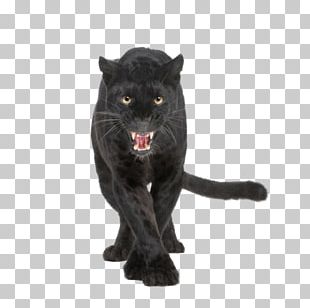 Black Panther Cougar Drawing PNG, Clipart, Art, Artwork, Black, Black ...