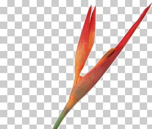 Orange S.A. PNG