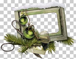 Christmas Photography PNG, Clipart, Aquifoliaceae, Aquifoliales, Arama ...