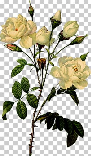 Rose Botany Botanical Illustration Flower Illustration PNG, Clipart ...