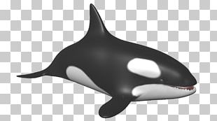 Killer Whale Dolphin Information Facebook PNG, Clipart, 2016, Animals ...