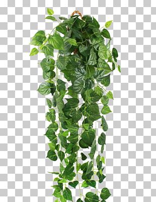 Parthenocissus Tricuspidata Green Plant Vine PNG, Clipart, Animals ...