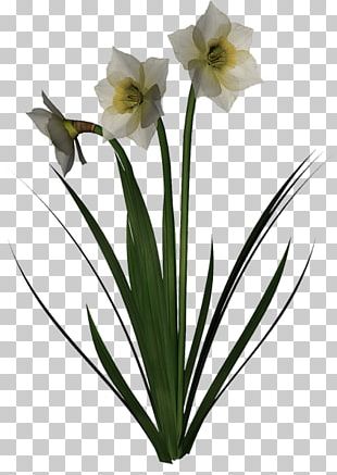 Cut Flowers Wild Daffodil Jonquille Hyacinth PNG