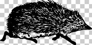 Domesticated Hedgehog Black And White PNG
