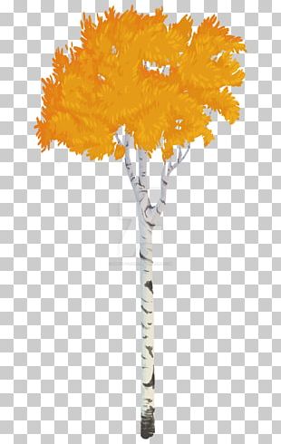 Twig Quaking Aspen Tree Birch PNG