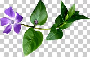 Flower Creativity PNG