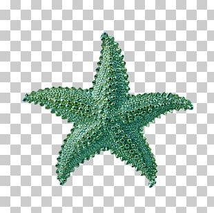 Starfish PNG, Clipart, Animal, Animals, Beautiful Starfish, Cartoon ...