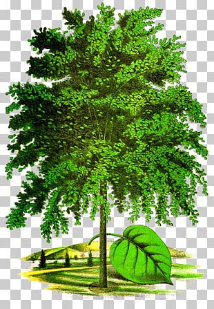 Larch Lindens Tree PNG