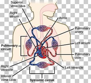 gas exchange clipart