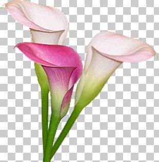 Lilium Flower PNG, Clipart, Art, Blossom, Cicek, Cut Flowers, Digital ...