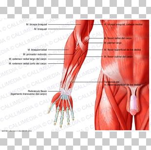 Anterior Compartment Of The Forearm Nerve Muscle Vein PNG, Clipart