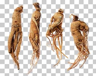 ginseng png images ginseng clipart free download ginseng png images ginseng clipart