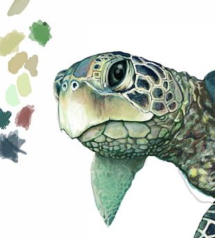 Green Sea Turtle Drawing PNG