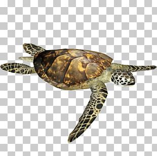 Hawksbill Sea Turtle Green Sea Turtle PNG, Clipart, Animal, Animals ...