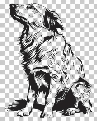 Whiskers Ferret Dog Drawing PNG