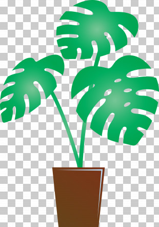 Monstera Tropical Leaf PNG