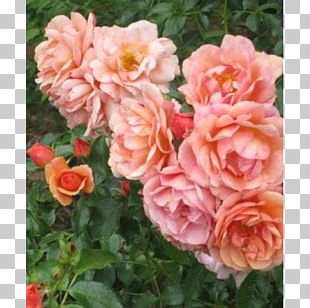 Floribunda Garden Roses Cabbage Rose China Rose Memorial Rose PNG