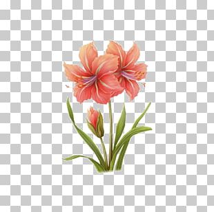 Watercolor Flowers PNG Images, Watercolor Flowers Clipart Free Download