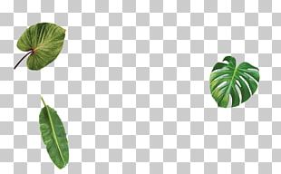 Leaf Plant Stem PNG, Clipart, Leaf, Leaf Texture, Plant, Plant Stem ...