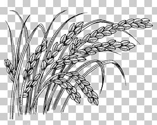 Paddy Field Rice Oryza Sativa PNG, Clipart, Agriculture, Attractions ...