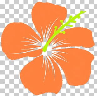 Rosemallows Orange ãƒã‚¤ãƒ“ã‚¹ã‚«ã‚¹ PNG