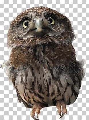 pygmy owl pics clipart