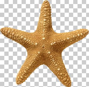 Starfish PNG, Clipart, Animal, Animals, Beautiful Starfish, Cartoon ...